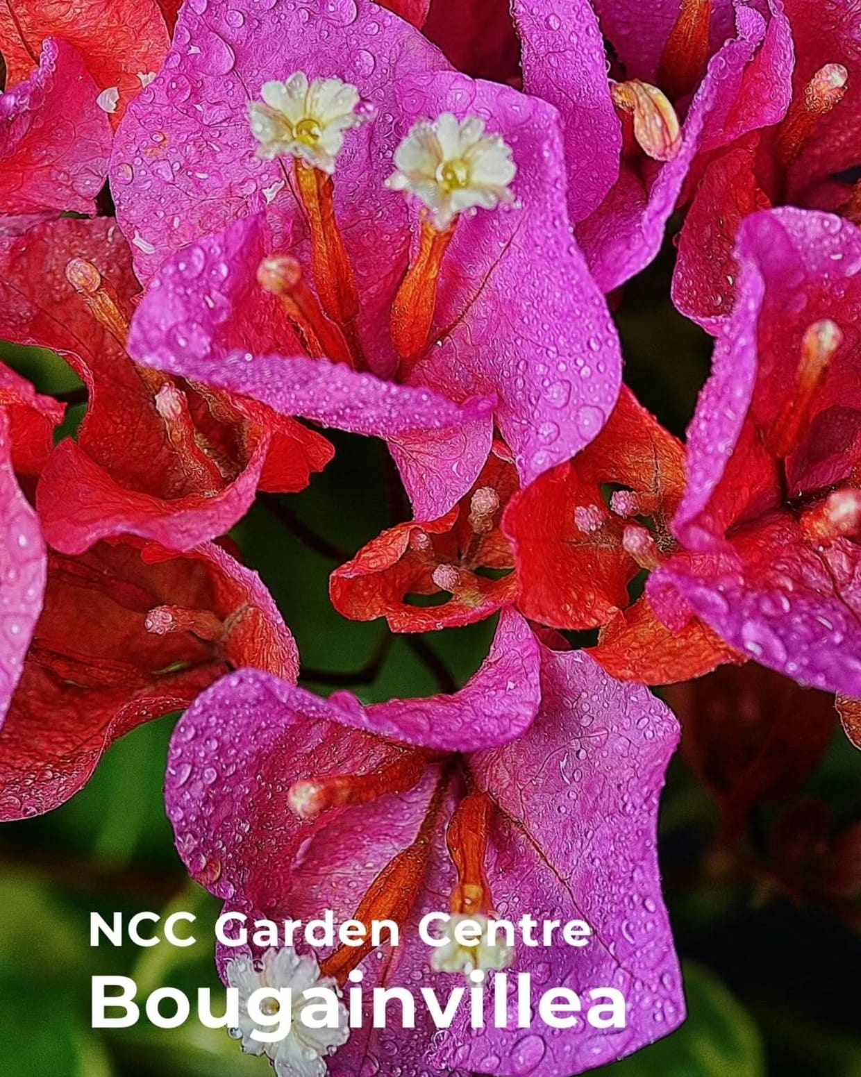 Bougainvillea in flower at the NCC Garden Centre