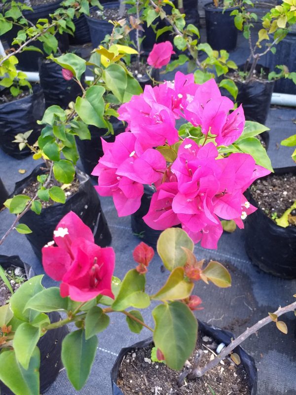 Bougainvillea – National Conservation Commission